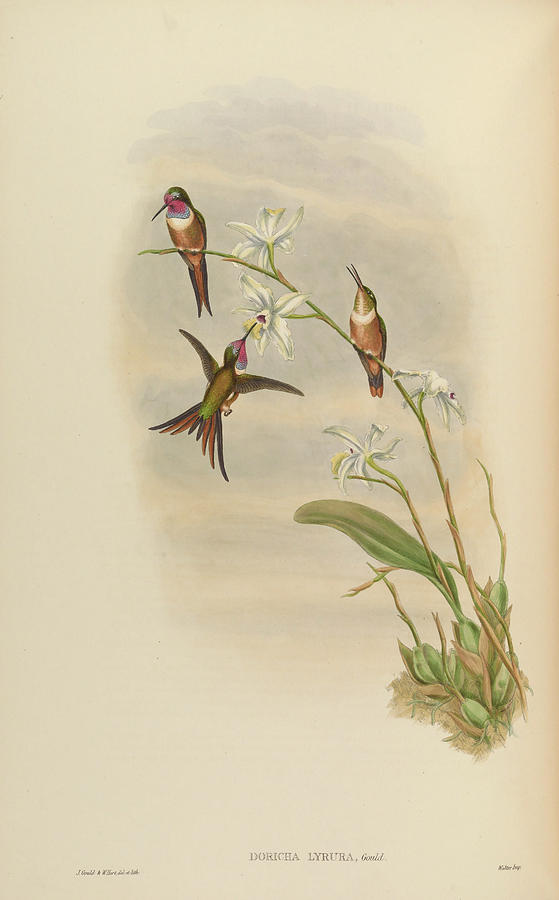 A monograph of the Trochilidae, or family of humming birds c1880  #6 Painting by MotionAge Designs