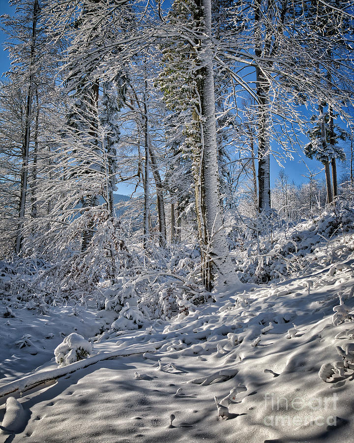 A Winters Tale #6 Photograph by Edmund Nagele FRPS
