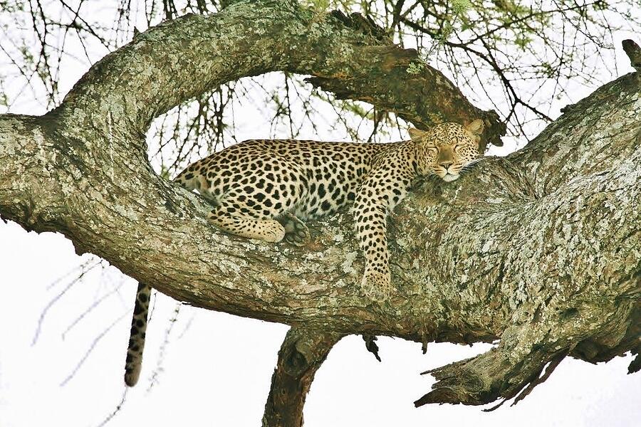 Africa #6 Photograph by John Walsh Africa #6 Photograph by John Walsh