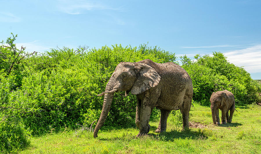 African Bush Elephant #6 Photograph by Matt Swinden