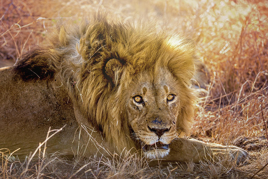 African Lion Photograph by Lauren Pretorius | Fine Art America