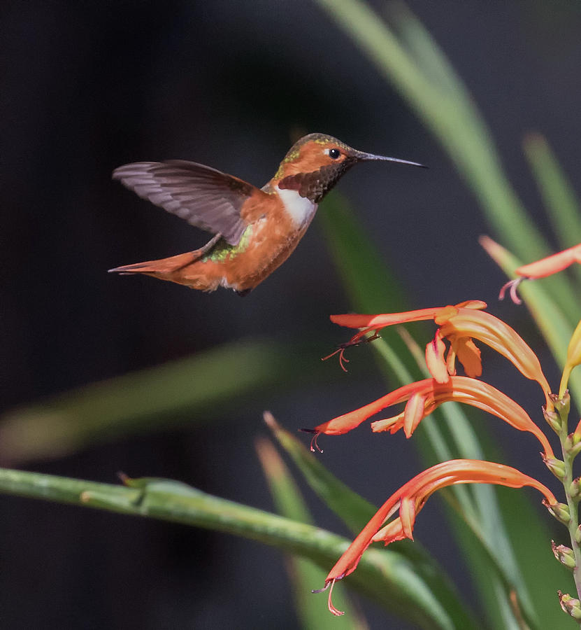 Allens Hummingbird Photograph