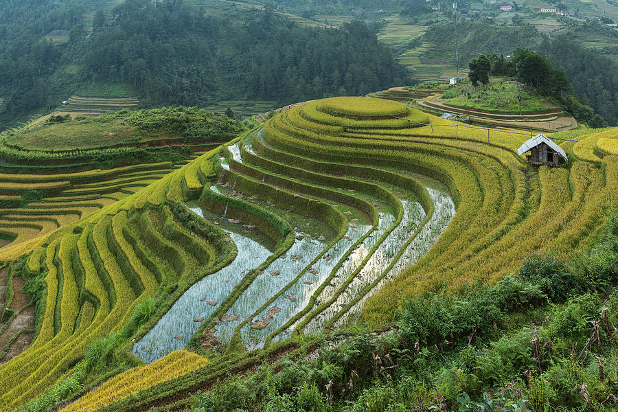 Amazing Rice terraces at Mu Cang Chai, Vietnam #6 Photograph by Ratnakorn Piyasirisorost