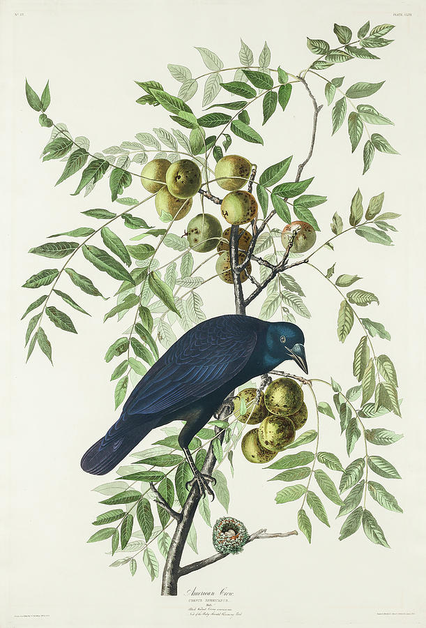 Audubon Birds Drawing - American Crow #6 by John James Audubon