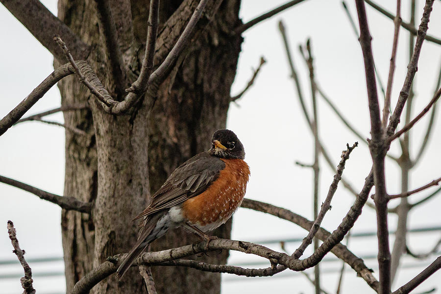 American Robin on a branch #6 Photograph by SAURAVphoto Online Store