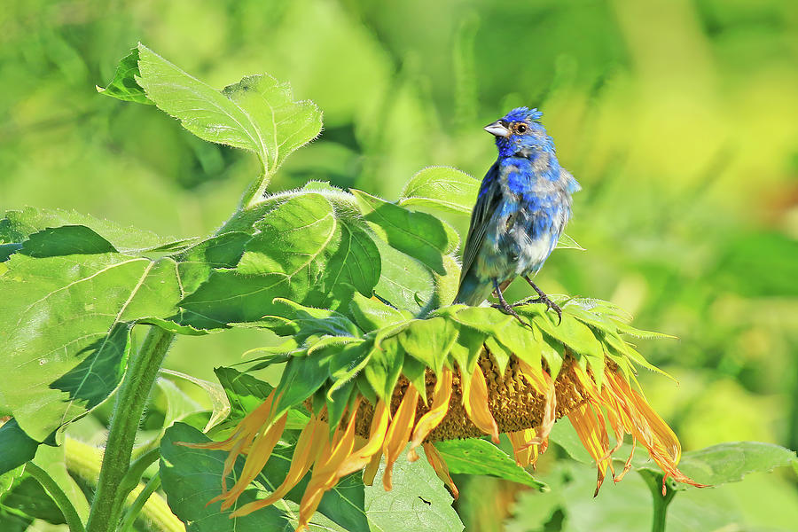 An Indigo Bunting Perched on a Sunflower #6 Photograph by Shixing Wen