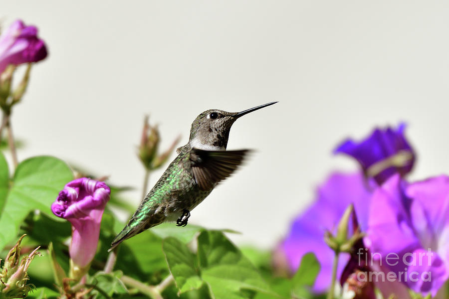 Annas Hummingbird  #6 Photograph by Amazing Action Photo Video