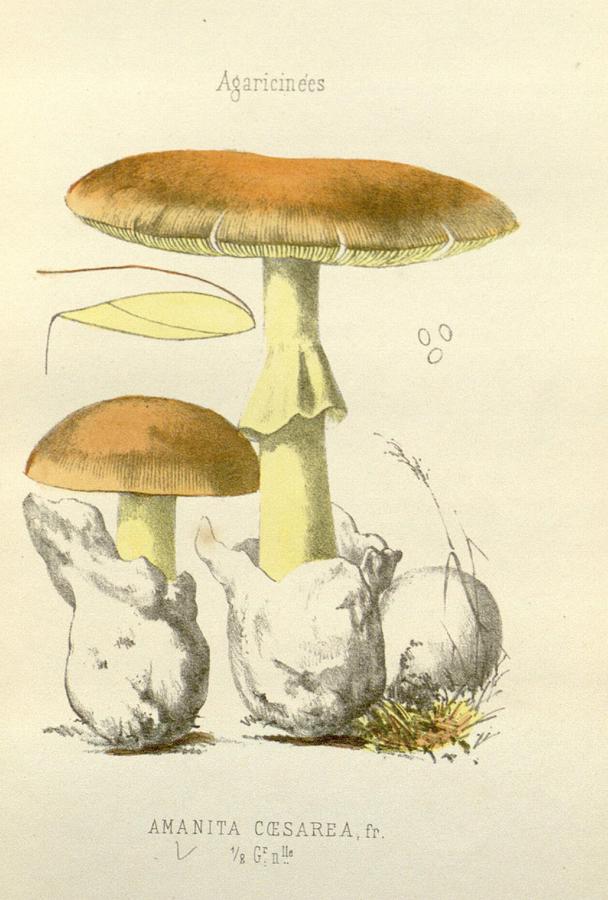 Antique Mushroom Illustration #6 Mixed Media by World Art Collective