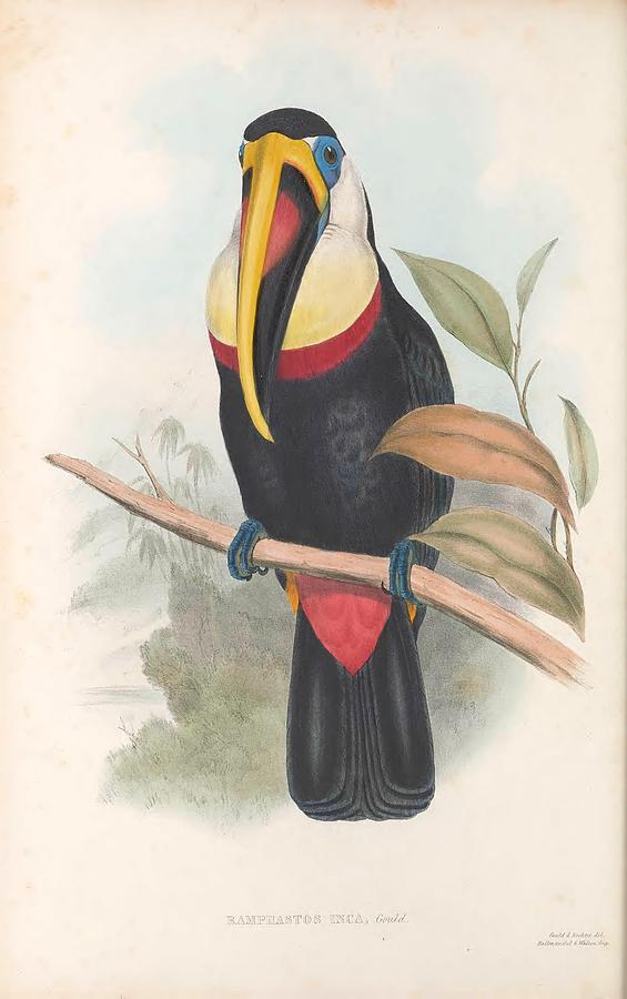 Antique Toucan Illustrations #6 Mixed Media by World Art Collective