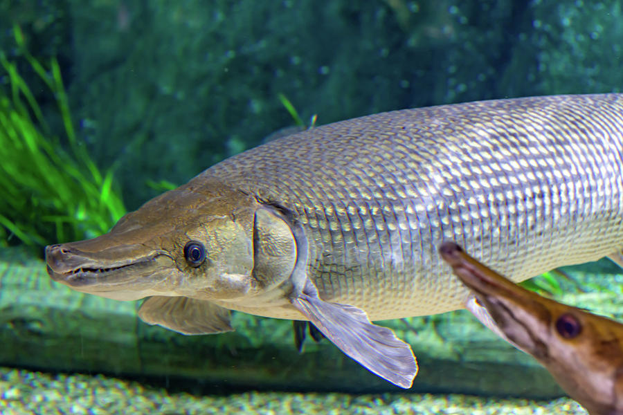 arapaima plush