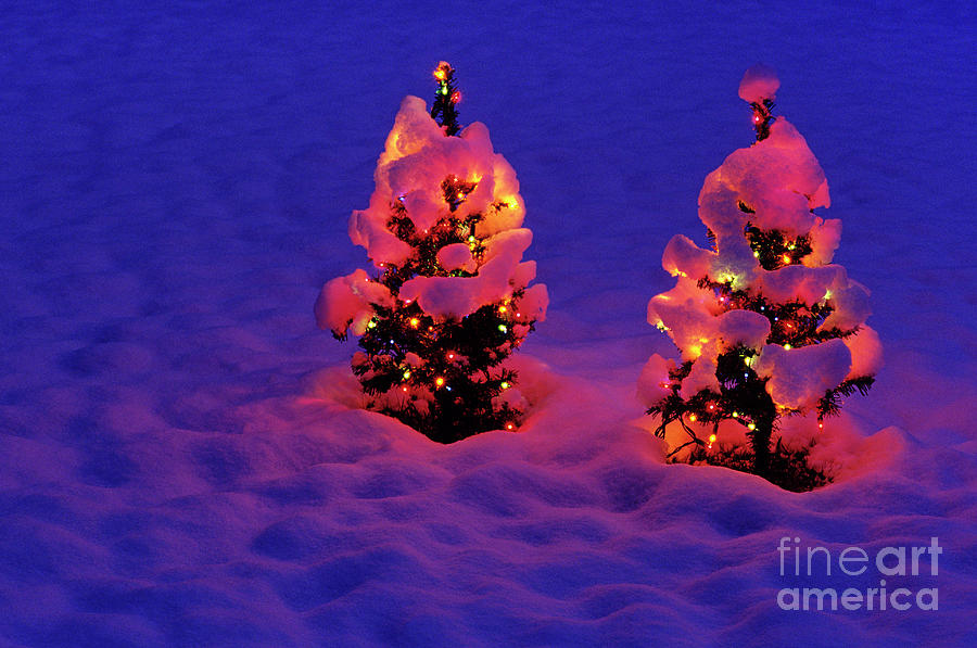 Artificial Christmas Trees In Snow #6 Photograph by Jim Corwin