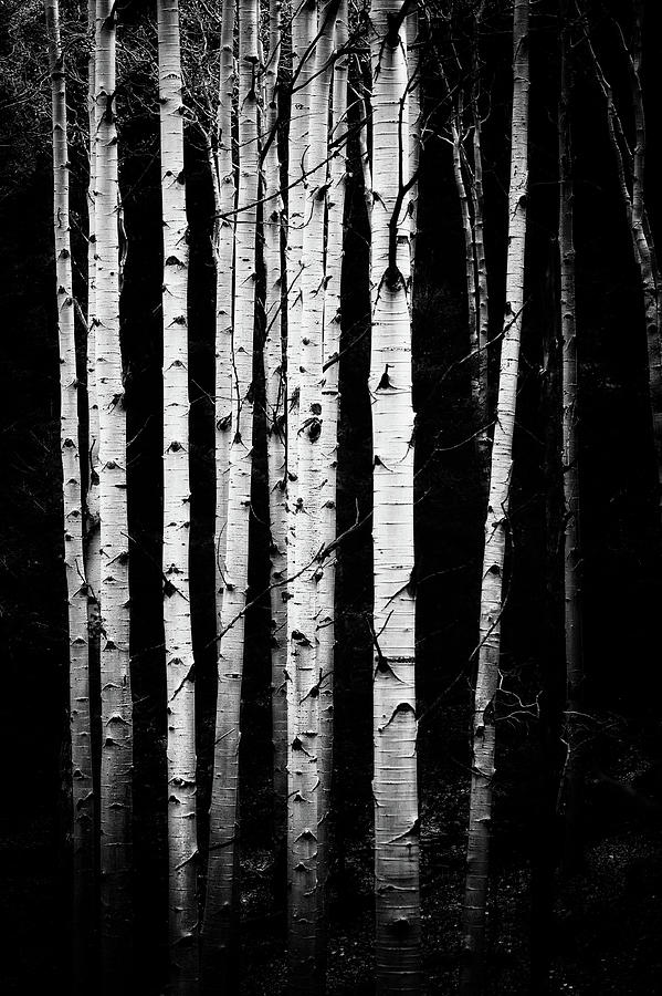 Aspen trunks in black and white Photograph by Doug Wittrock