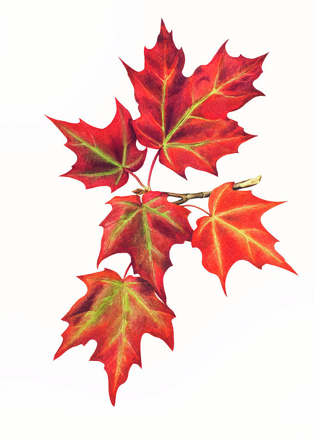 Spring Drawing - Autumn Leaves by Mary Vaux Walcott by Mango Art