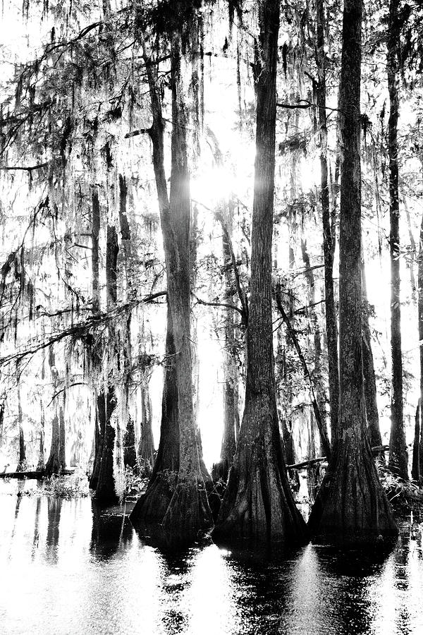 Bald Cypress Trees Lake Martin Louisiana Swamp Black And White ...