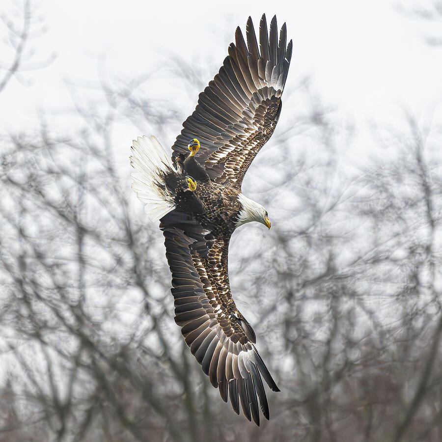 Bald Eagle #6 Photograph by Alan Moore Bald Eagle #6 Photograph by Alan Moore