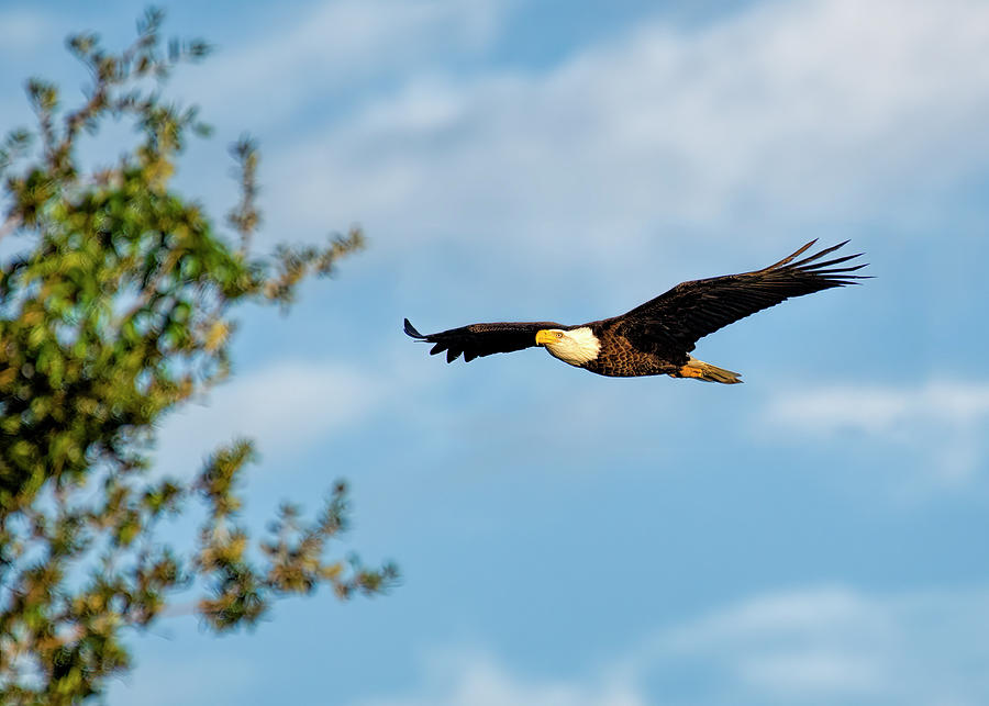 Bald Eagle #6 Photograph by Bill Dodsworth