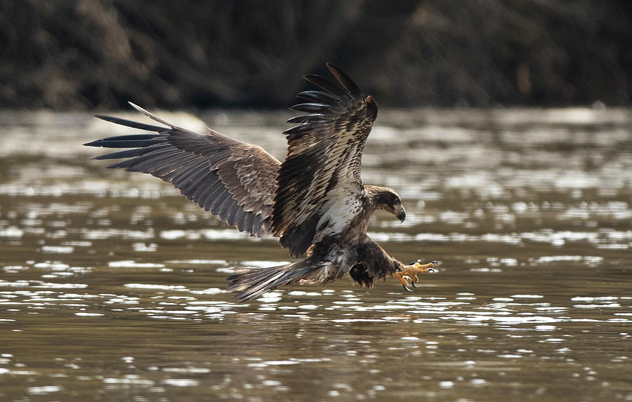 Bald Eagle, haliaeetus leucocephalus, Raptor Art, Hall River, North Carolina #6 Photograph by Eric Abernethy