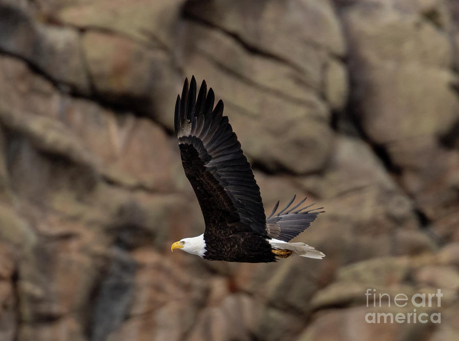 Bald Eagle in Eleven Mile Canyon #7 Photograph by Steven Krull