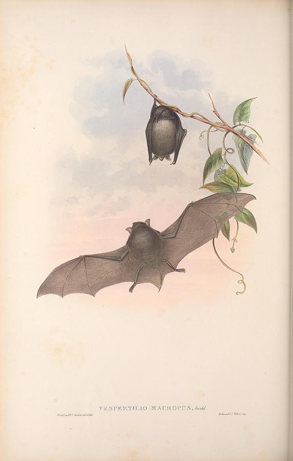 Beautiful Antique Australian Bat Mixed Media by Beautiful Nature Prints ...