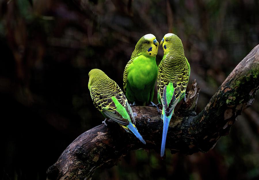Beautiful Bird Photograph #6 Photograph by Nature Photography
