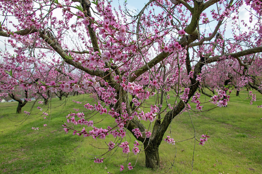 Beautiful Spring Peach Blossoms-Vigo County, Indiana Photograph by ...