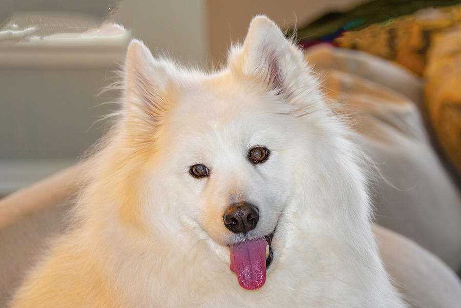 Beautiful White Samoyed Dog #6 Photograph by William Reagan - Pixels