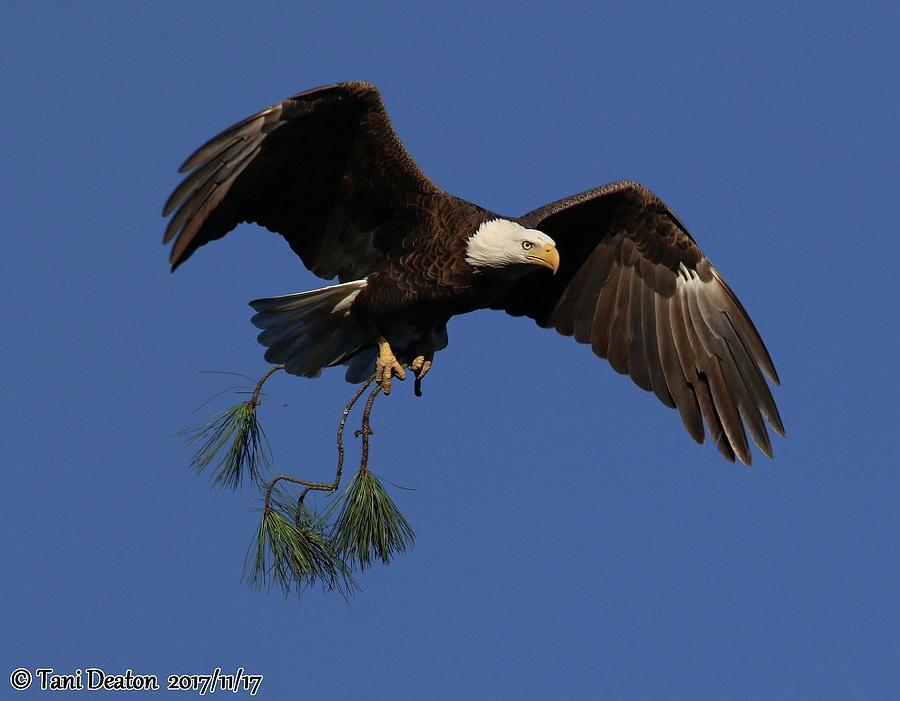 Berry College Bald Eagle Photograph By Tani Deaton - Fine Art America