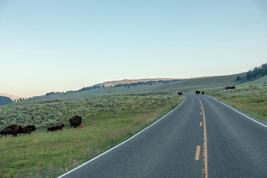 Bison graze in Lamar Valleyat Yellowstone National #6 Photograph by Alex Grichenko