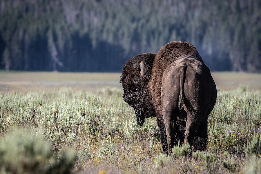 Bison #6 Photograph by Julie Argyle