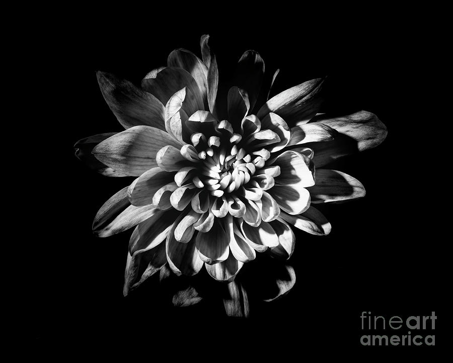 Black And White Flower #6 Photograph by Gunnar Orn Arnason