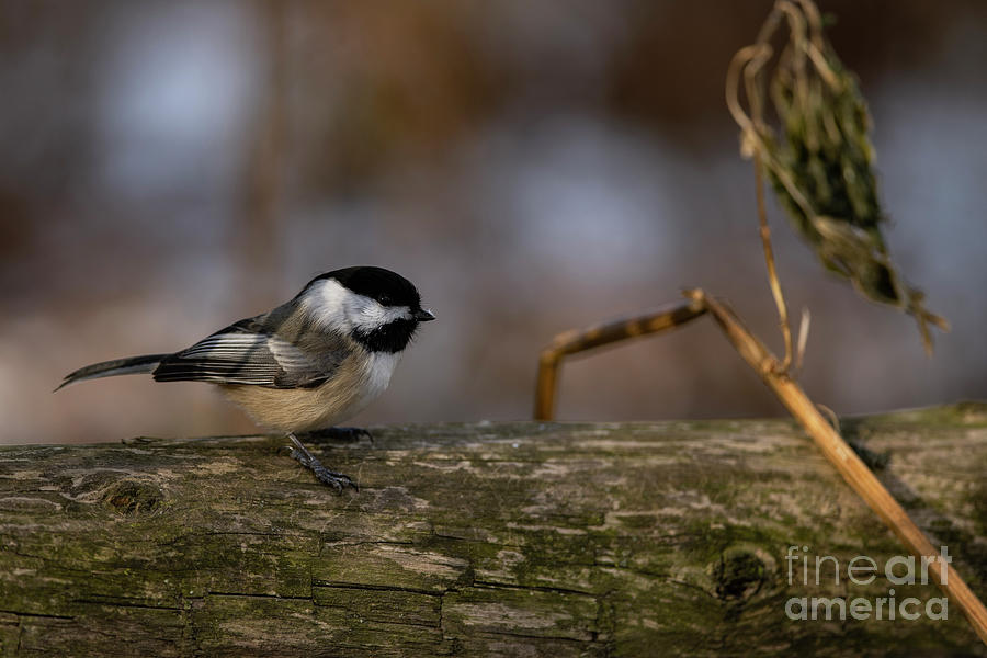 Black Capped Chickadee #6 Photograph by JT Lewis