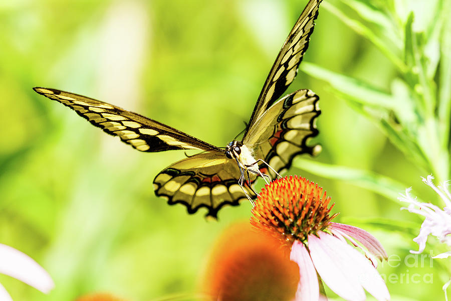 Black Swallowtail Butterfly #6 Photograph by Ben Graham