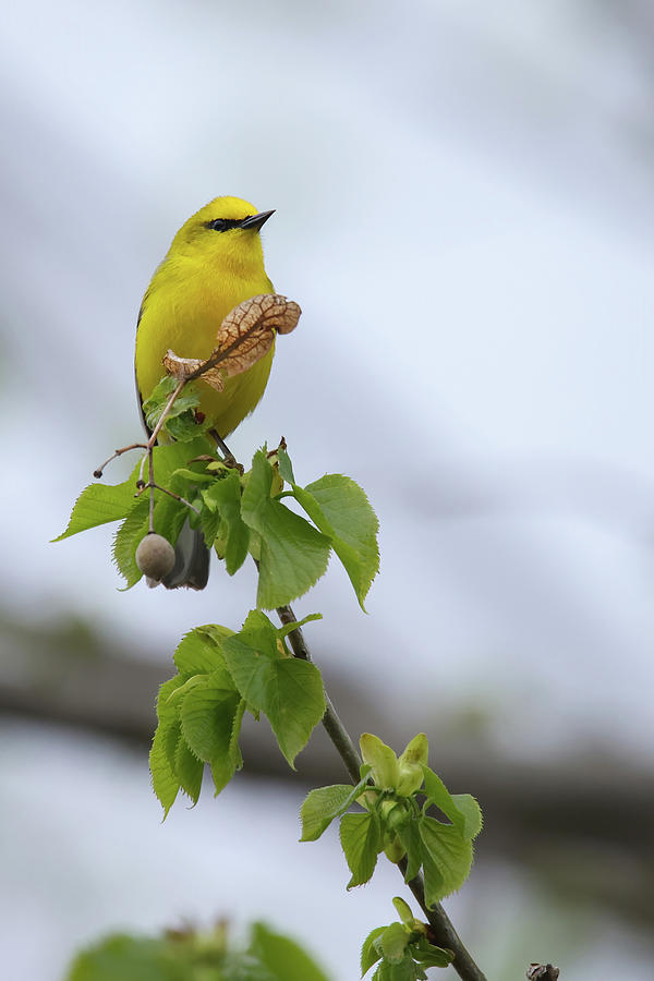 Blue Winged Warbler #6 Photograph by Brook Burling