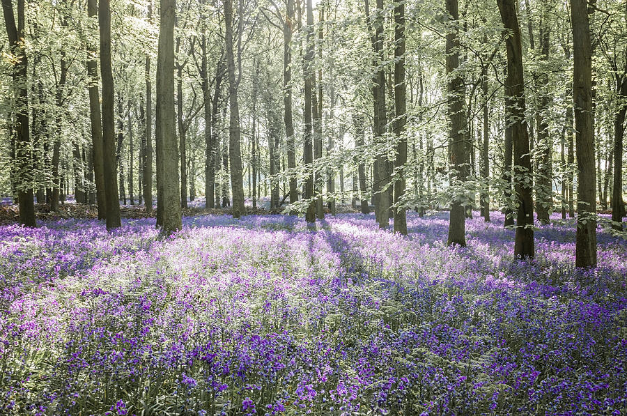 Bluebell Woods #6 Photograph by Graham Custance Photography