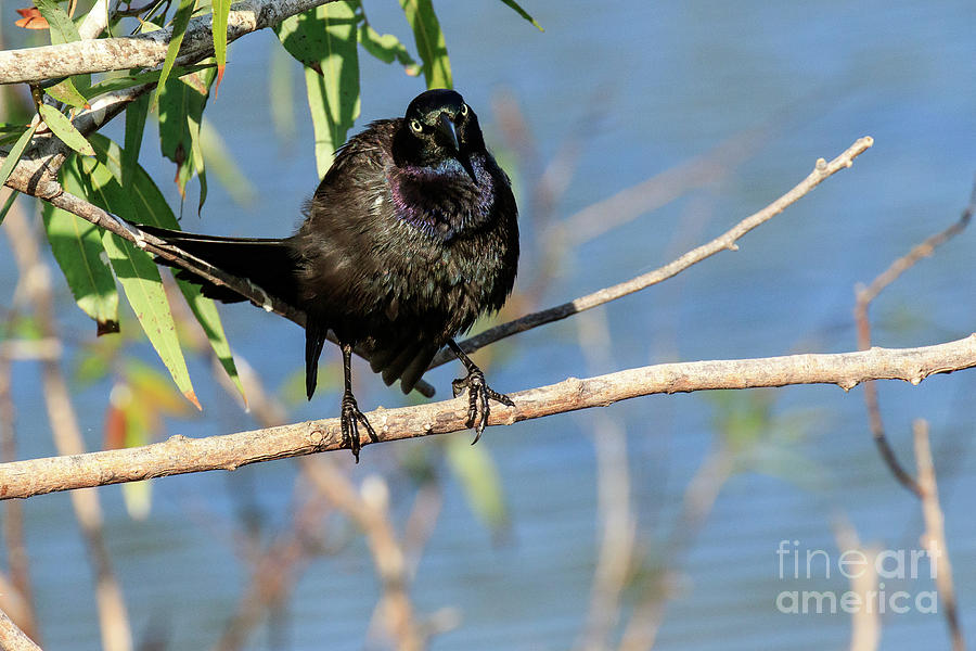 Boat Tailed Grackle #6 Photograph by Ben Graham