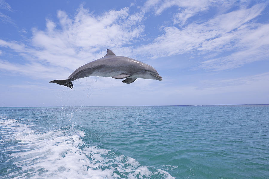 Bottlenose dolphin jumping. #6 Photograph by Martin Ruegner