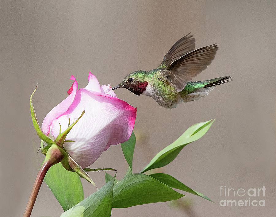 Broad-tailed Hummingbird #6 Photograph by Dennis Hammer