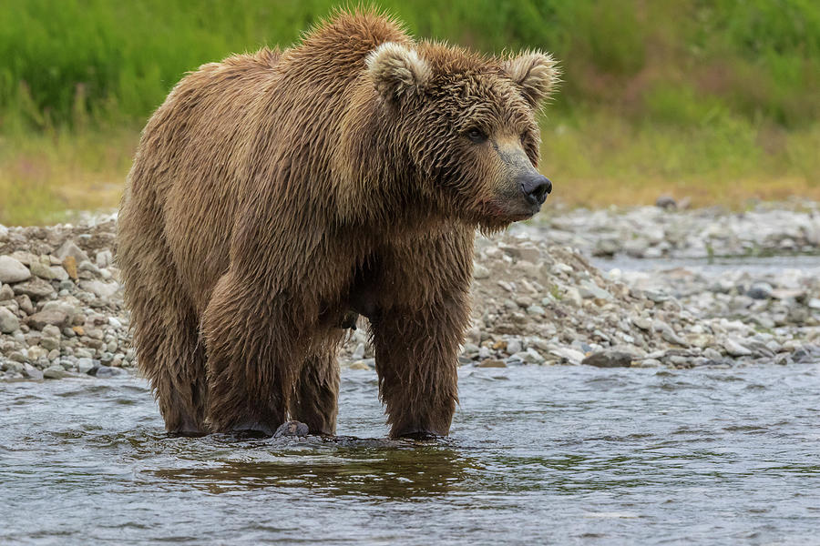 Brown bears in Alaska Photograph by Gavriel Jecan - Fine Art America