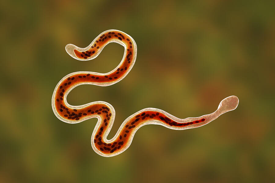 Brugia malayi parasitic worm, illustration #6 Drawing by Kateryna Kon/science Photo Library Brugia malayi parasitic worm, illustration #6 Drawing by Kateryna Kon/science Photo Library