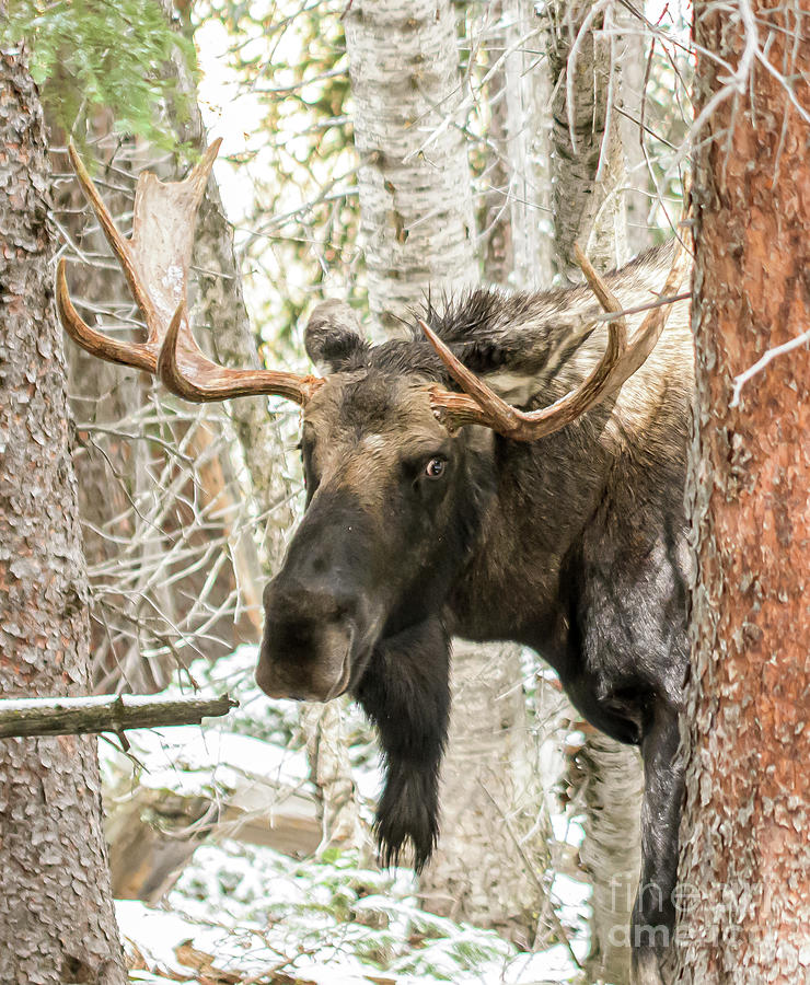 Bull Moose #6 Photograph by Patrick Nowotny