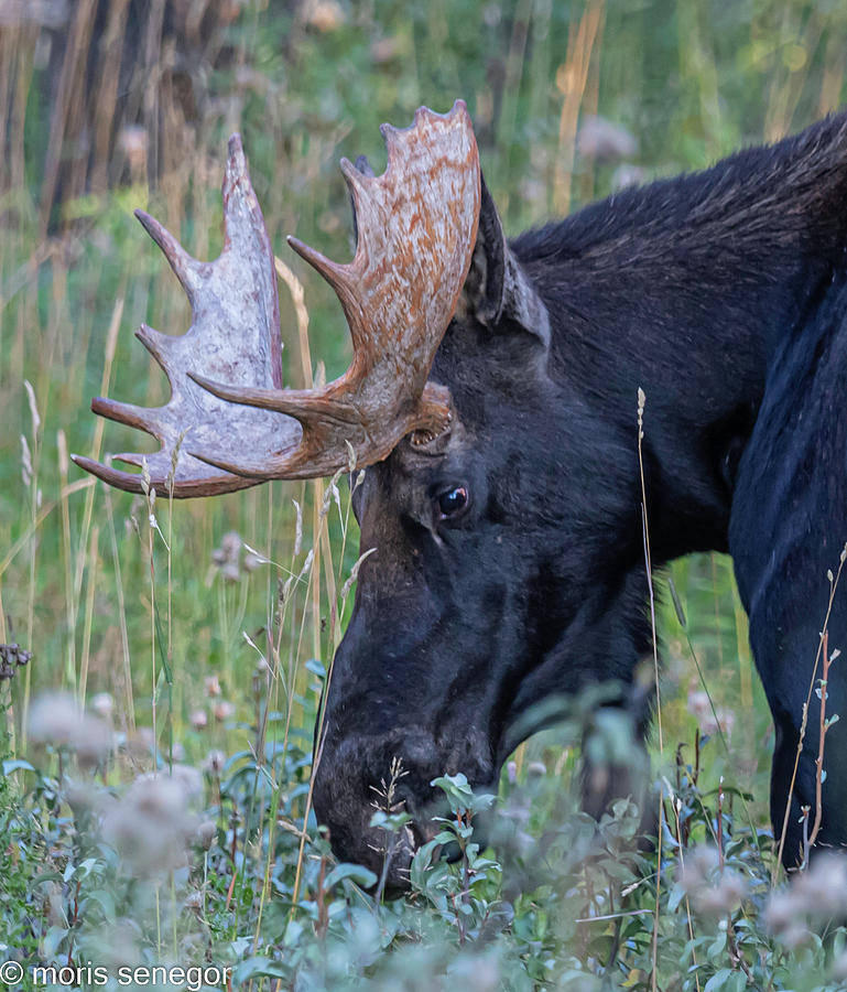 Bull moose, Wilson, WY #6 Photograph by Moris Senegor