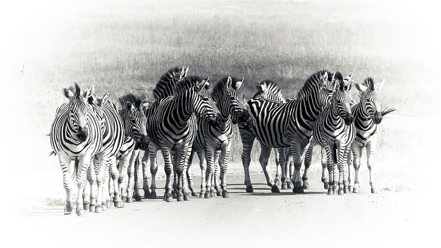Burchelles Zebra #7 Photograph by Keith Carey