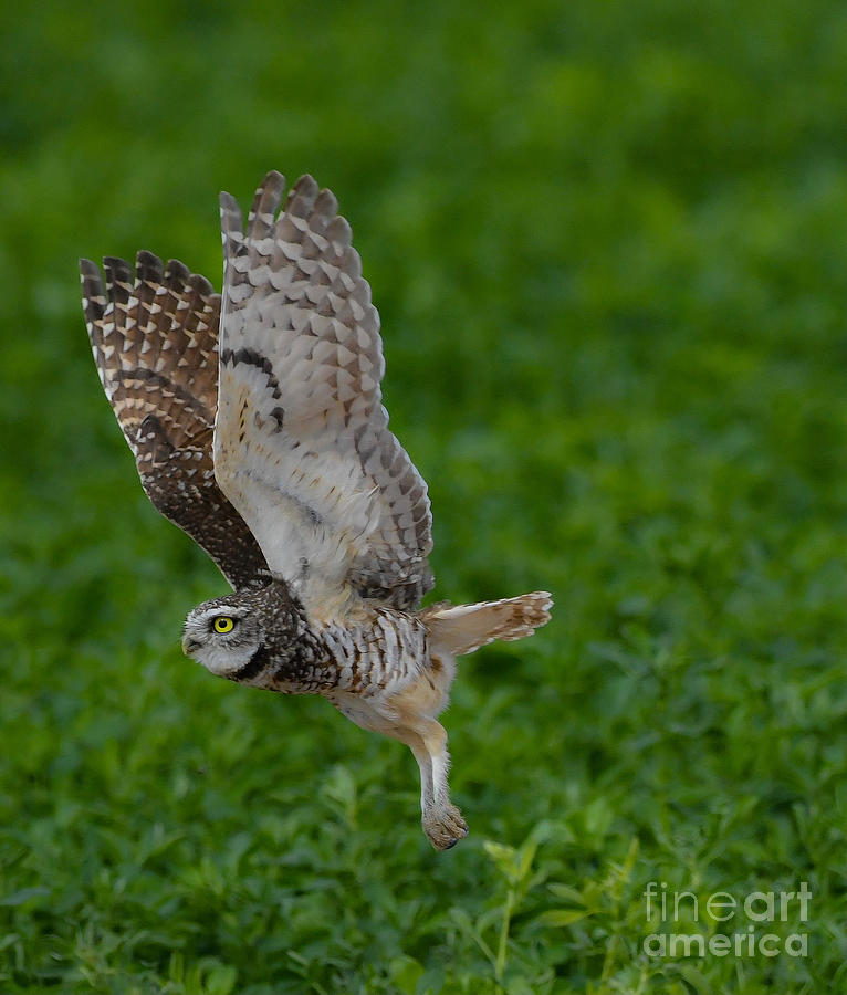 Burrowing Owl #6 Digital Art by Tammy Keyes