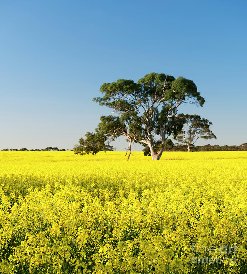Canola Field #6 Photograph by THP Creative