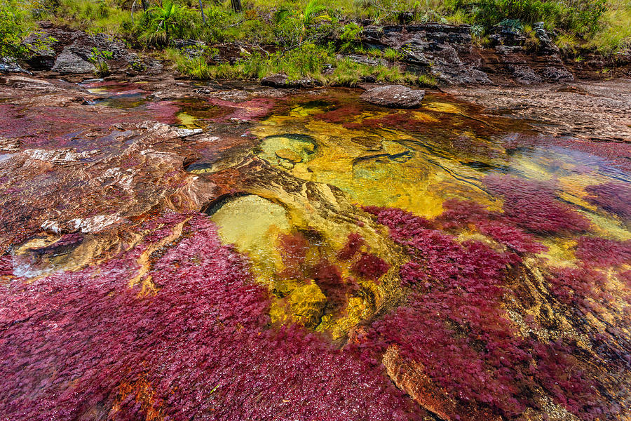 Caño Cristales, River of Five Colors #6 Photograph by Kelly Cheng