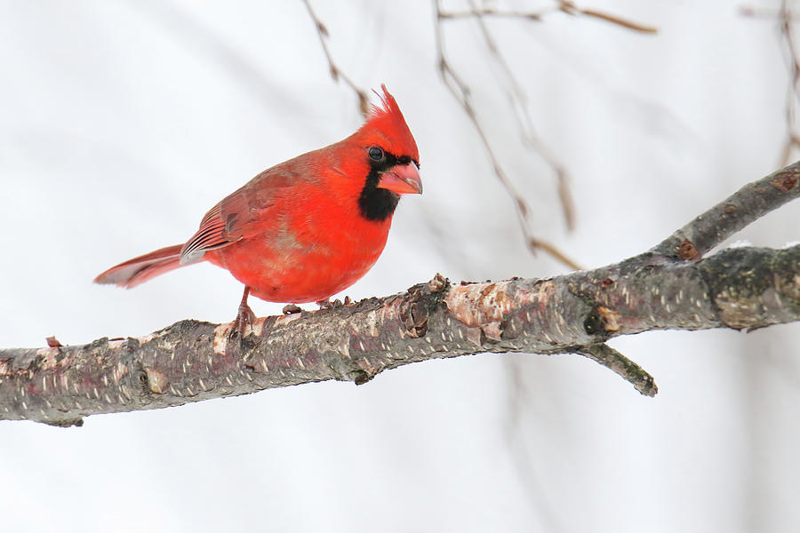 Cardinal #6 Photograph by Brook Burling
