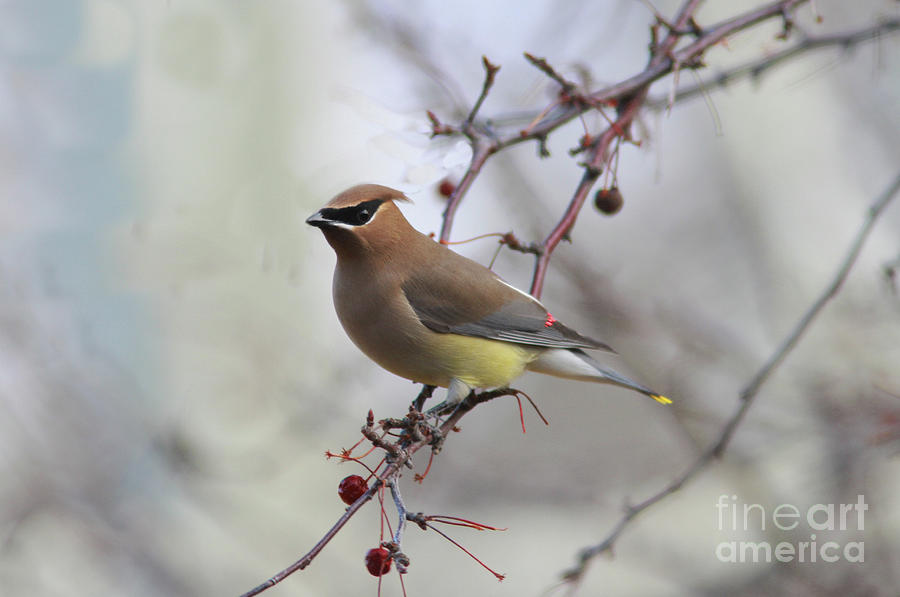 Cedar Waxwing #6 Photograph by Gary Wing