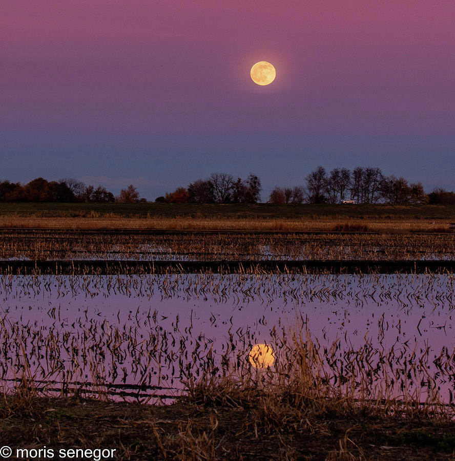 Central Valley Moon Rise Photograph by Moris Senegor - Fine Art America