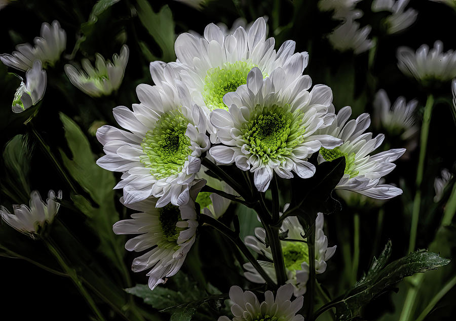 Chrysanthemum Photograph