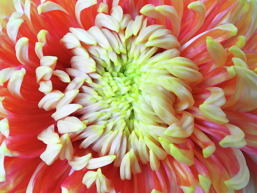 Chrysanthemum series #6 Photograph by Yue Wang